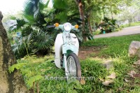 Xe Máy 50cc Cub New 50 Korea (Đèn LED)